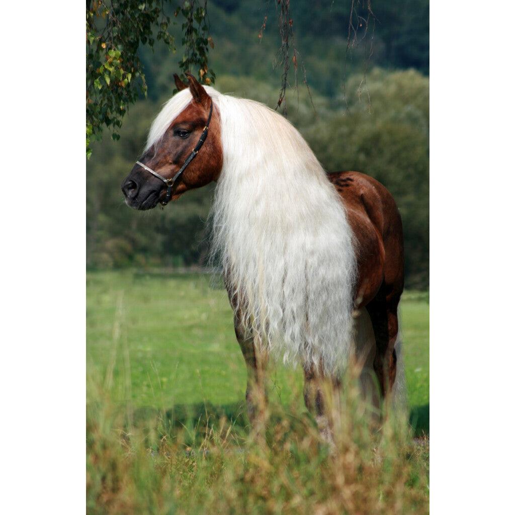 Excellent Horse Hi Gloss Spray Refill 5 L - Zimpel