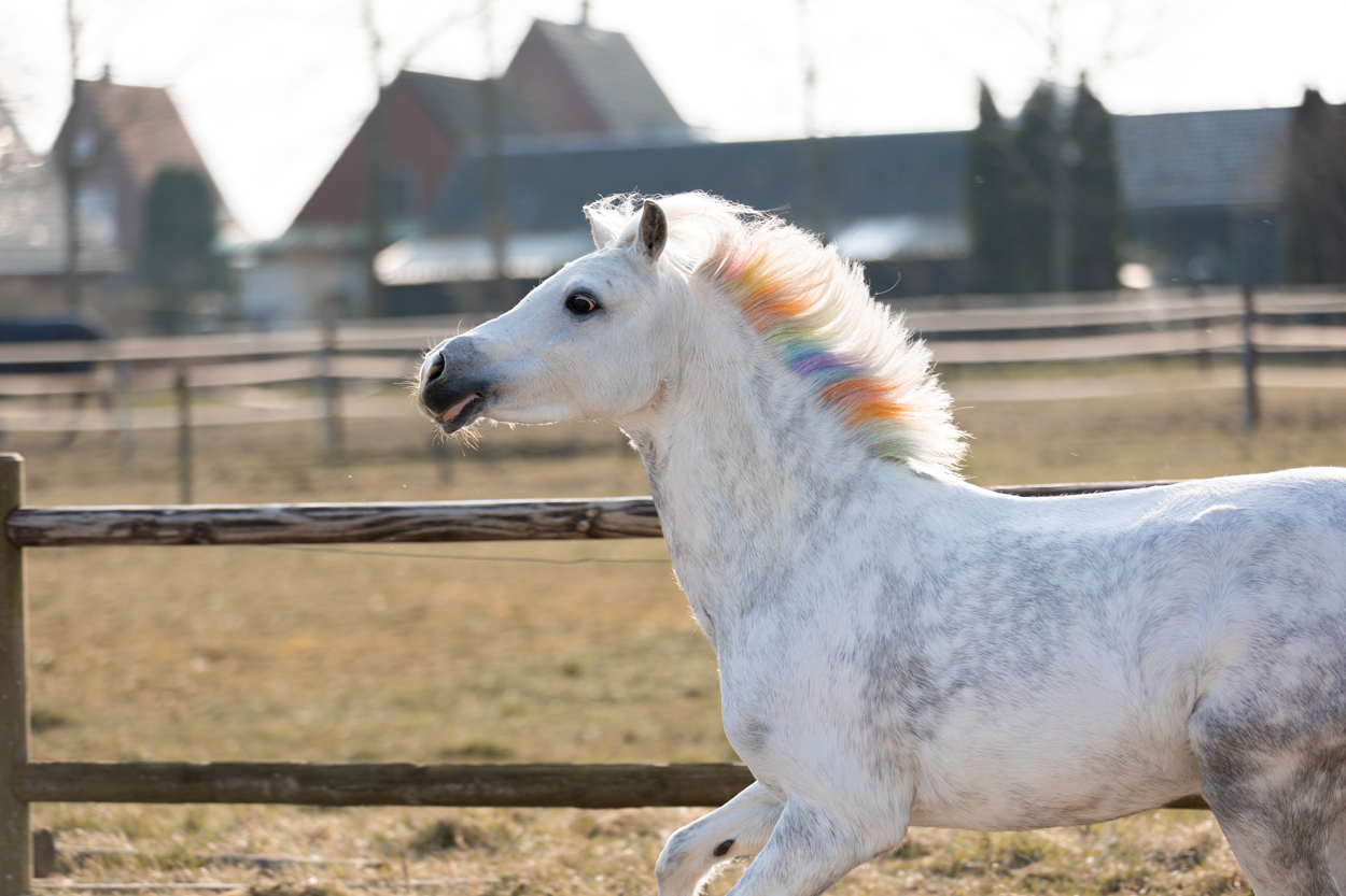 Lucky Horse Unicorn Regenboog Kleurkrijt