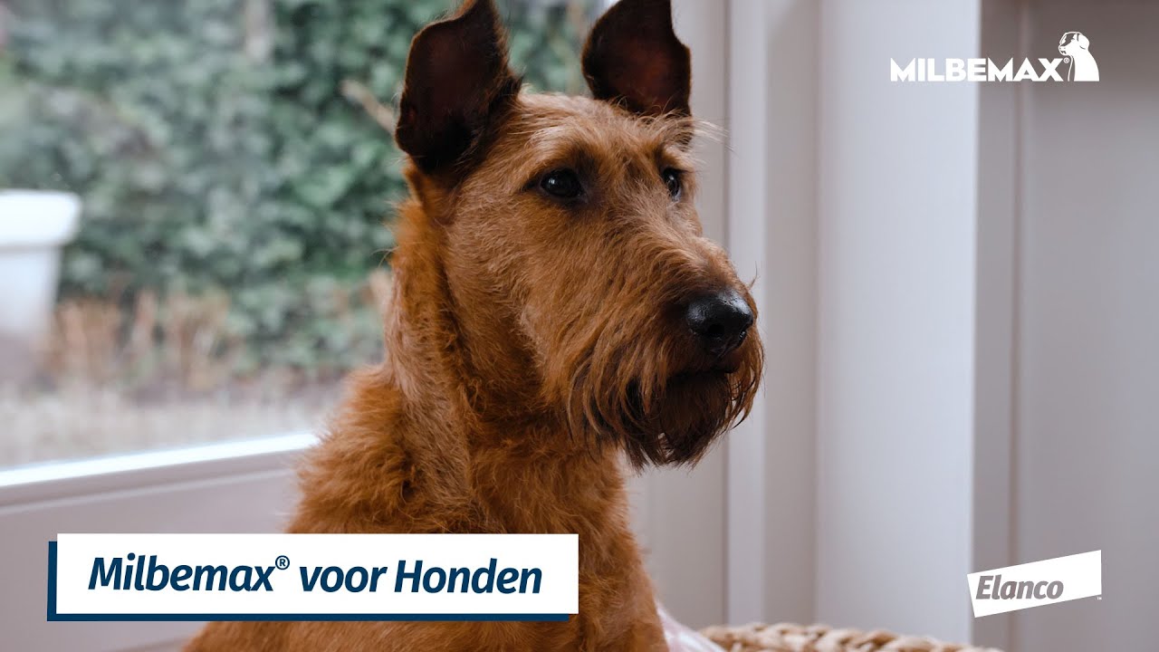 Milbemax Tabletten Puppy/Kleine hond <5kg 2 tabl.