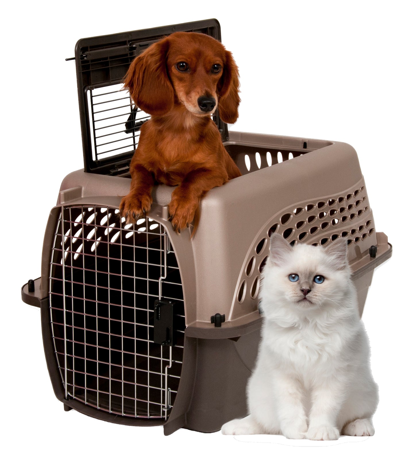 Petmate 2 Door Kennel Bruin S