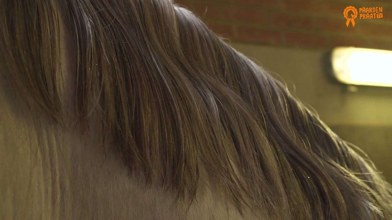 Paardenpraat TV Glitter Glamour Spray Goud