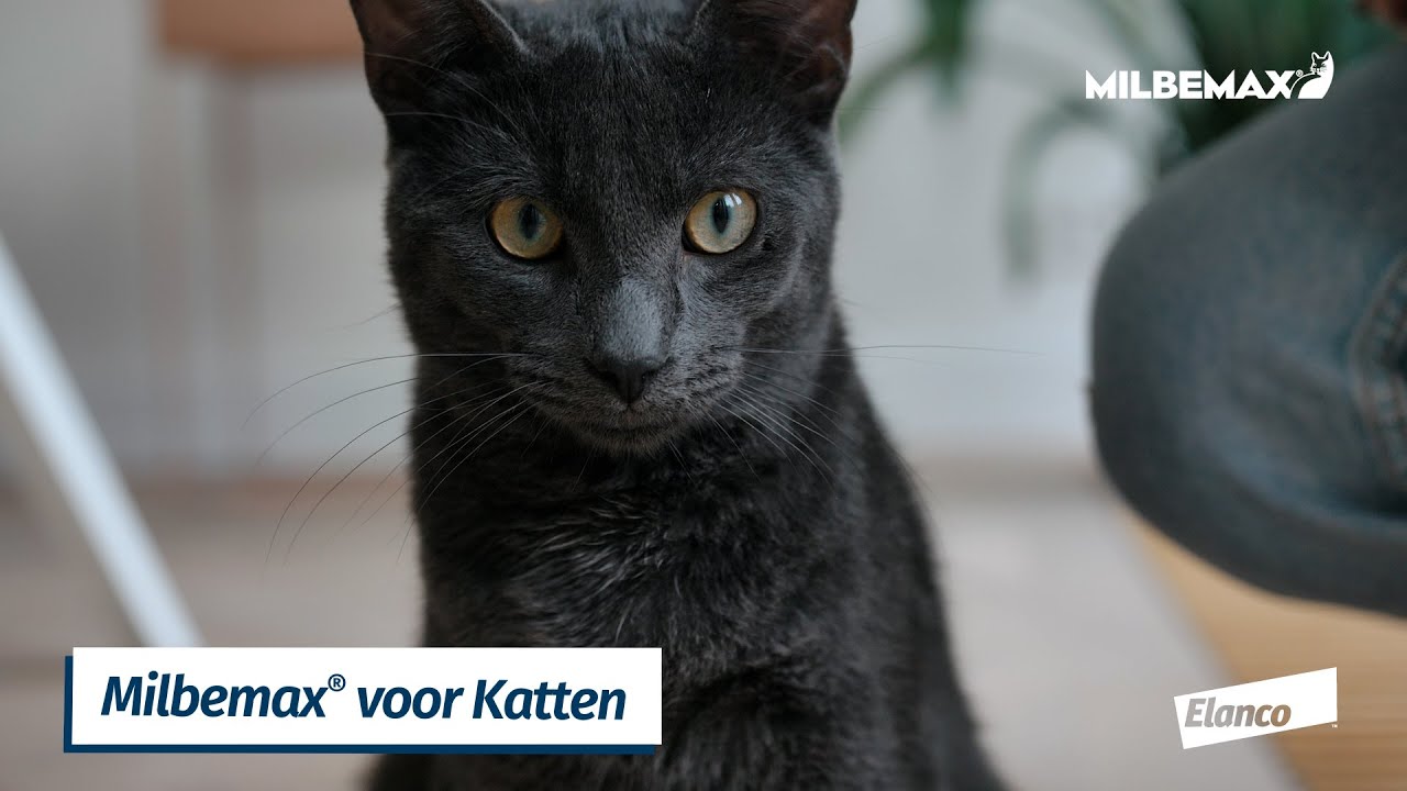 Milbemax Tabletten Kat Groot >2kg 2 tabl.